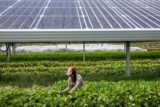 Fonduri pentru panouri fotovoltaice pentru Sectorul Agricol si Industria Alimentara